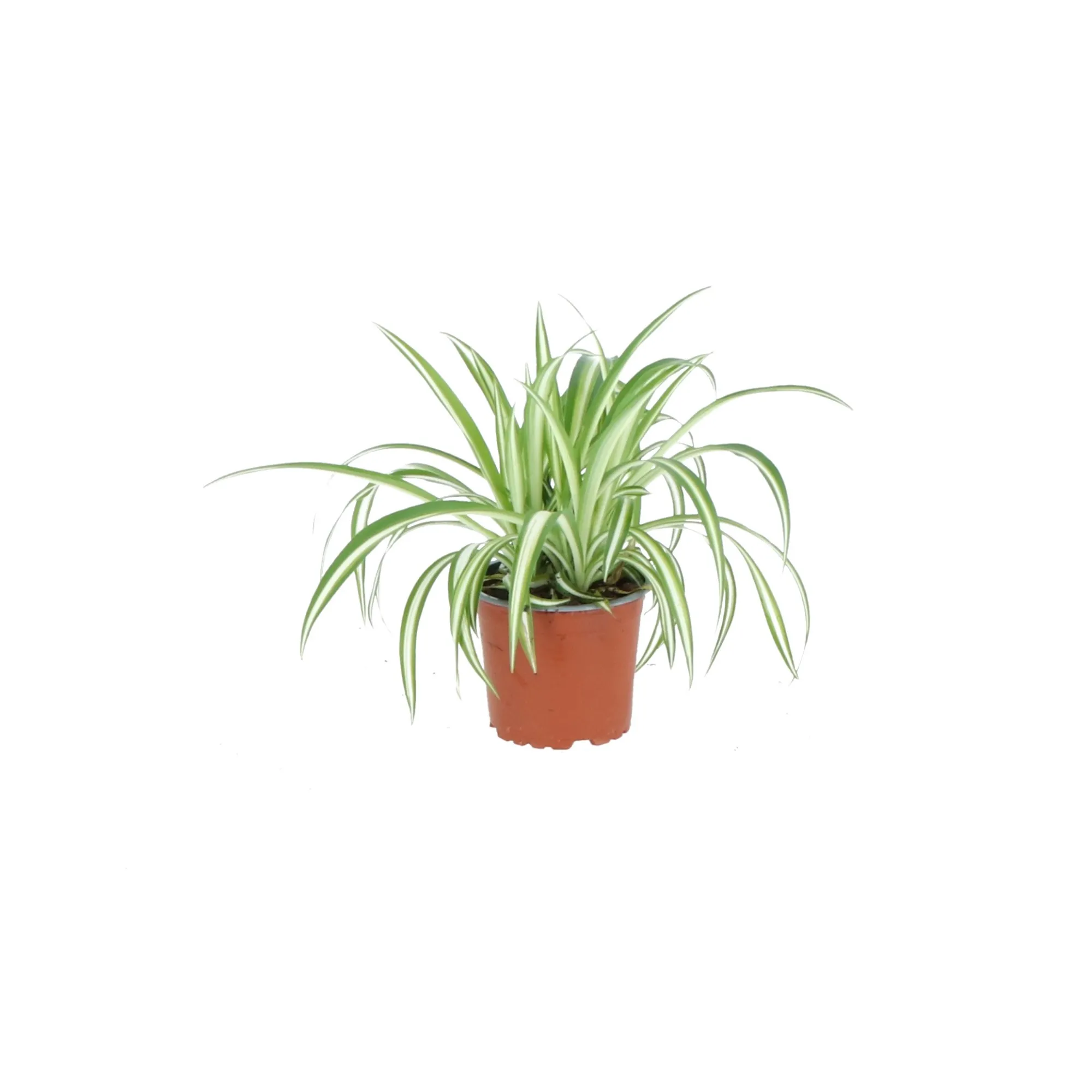 Groene Planten|Ecocheques|ohgreen chlorophytum comosum ( Graslelie of Spinnenplant )