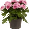Chrysanten|Najaar|ohgreen Chrysanthemum dubbel roze ( Chrysant )