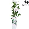 Ecocheques|Klimplanten|ohgreen Clematis Corinne