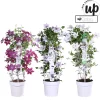 Ecocheques|Klimplanten|ohgreen Clematis Double Up blauw-wit p23