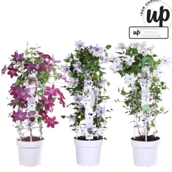 Ecocheques|Klimplanten|ohgreen Clematis Double Up blauw-wit p23