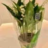 Voorjaar|Ecocheques|ohgreen Convallaria majalis of meiklokjes p13