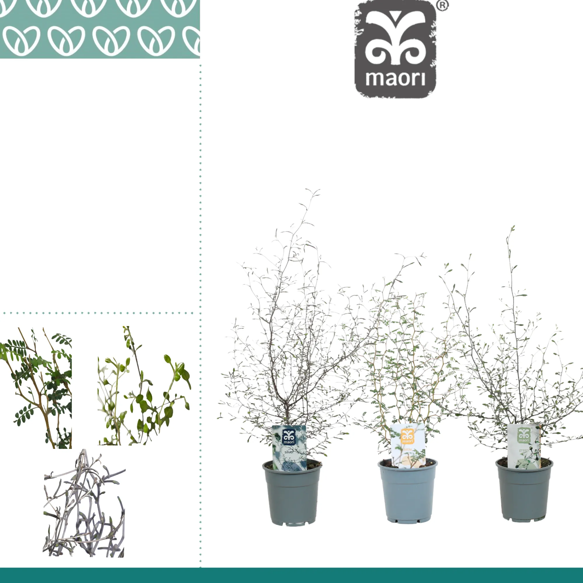 Najaar|Ecocheques|ohgreen Corakia Maeori mix