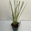 Vaste Planten|Ecocheques|ohgreen Cortaderia selloana Mini Silver Pampas ( Dwergpampasgras )