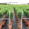 Vaste Planten|Ecocheques|ohgreen Cupressocyparis sempervirens Pyramidalis ( Italiaanse cipres )