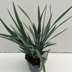 Vaste Planten|Ecocheques|ohgreen Dianella revoluta Blue Stream ( Tasmaanse Vlaslelie )