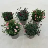 Voorjaar|Ecocheques|ohgreen Dianthus diantica mix