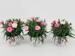 Voorjaar|Ecocheques|ohgreen Dianthus i love u