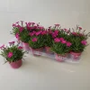Voorjaar|Ecocheques|ohgreen Dianthus kahori