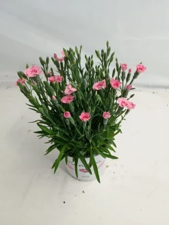 Voorjaar|Ecocheques|ohgreen Dianthus peach