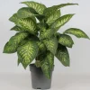 Groene Planten|Ecocheques|ohgreen Dieffenbachia seguine 'Reeva'