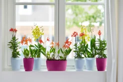 Ecocheques|Potten En Vazen|ohgreen Duo orchidee 25cm
