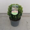 Struiken|Ecocheques|ohgreen Euonymus in bolvorm p23 h40