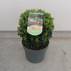 Struiken|Ecocheques|ohgreen Euonymus in bolvorm p23 h40