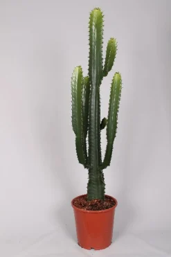 Ecocheques|Groene Planten|ohgreen Euphorbia cowboycactus