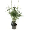 Vaste Planten|Ecocheques|ohgreen Fargesia r.pingwu p17 niet woekerende bamboe