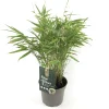 Vaste Planten|Ecocheques|ohgreen Fargesia rufa p17 niet woekerende bamboe