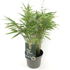Vaste Planten|Ecocheques|ohgreen Fargesia rufa p17 niet woekerende bamboe