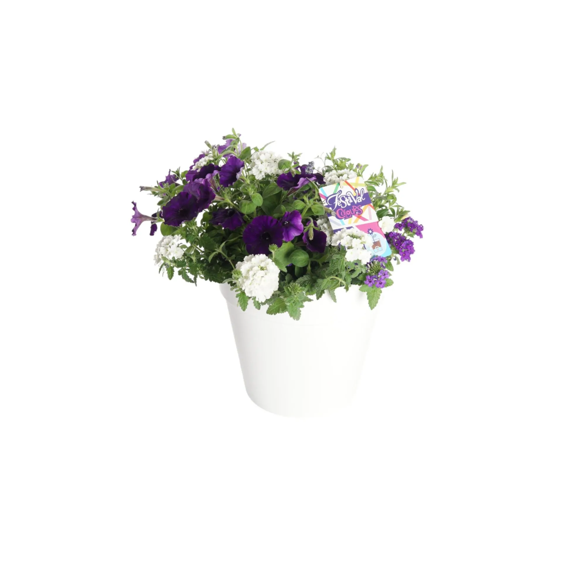 Voorjaar|Ecocheques|ohgreen Festival kleuren in pot Aqua-Easy