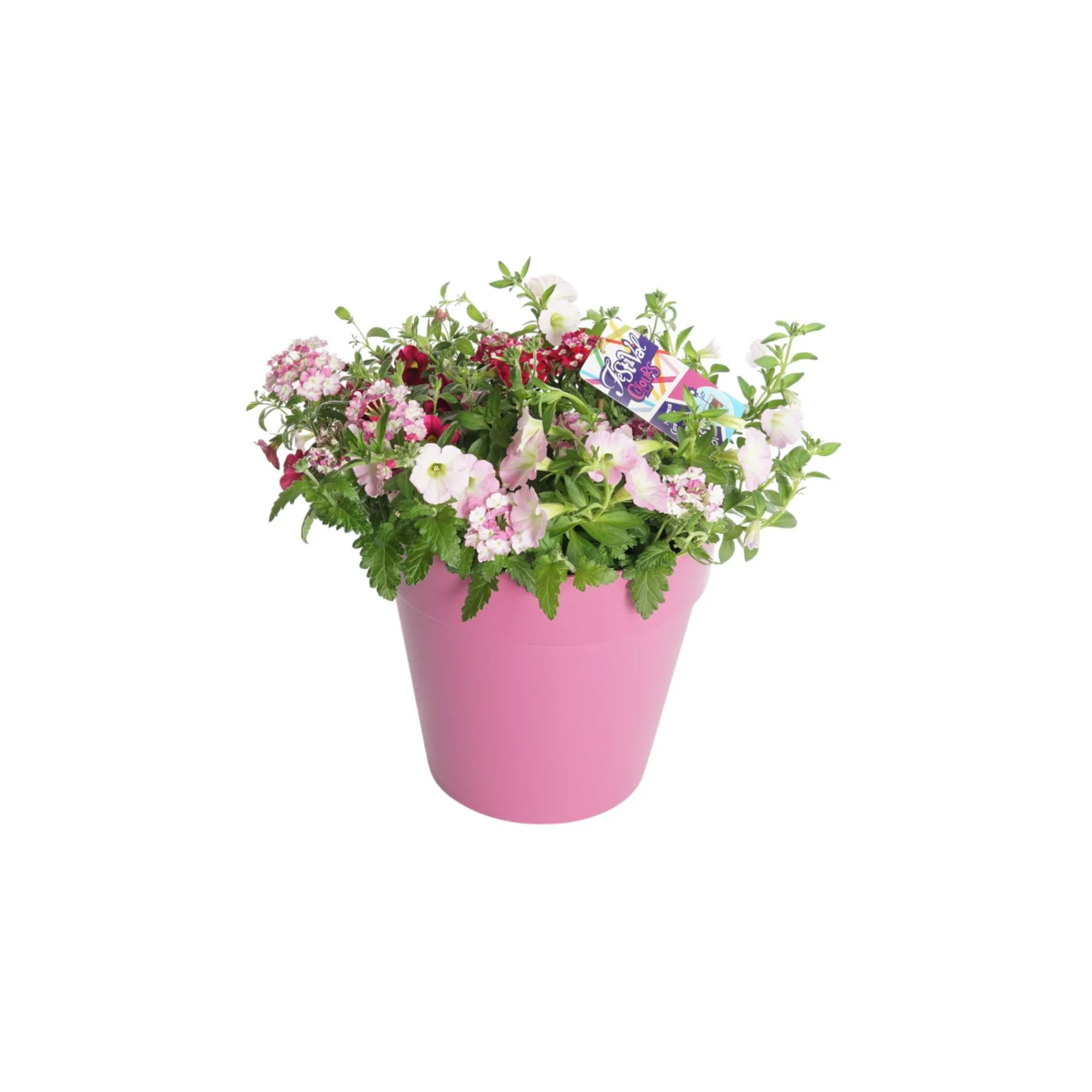 Voorjaar|Ecocheques|ohgreen Festival kleuren in pot Aqua-Easy