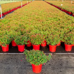 Vaste Planten|Ecocheques|ohgreen Fuchsia Chilli Red