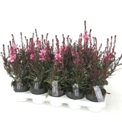 Voorjaar|Ecocheques|ohgreen Gaura of prachtkaars p12 h25