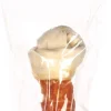 Hond Voeding|ohgreen Geknoopt been kip 18cm