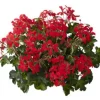 Voorjaar|Ecocheques|ohgreen Geranium hang p12