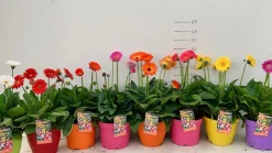 Voorjaar|Ecocheques|ohgreen Gerbera garvinea p19