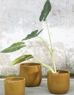 Potten En Vazen|ohgreen Glazed shades Pot mosterd d22 h20