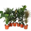 Ecocheques|Groene Planten|ohgreen Groene plant mix