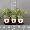 Ecocheques|Vaste Planten|ohgreen Hakonechloa macra