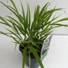 Vaste Planten|Ecocheques|ohgreen Hakonechloa macra ( Hakonegras )