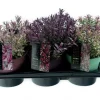 Najaar|Ecocheques|ohgreen Hebe p17 h25