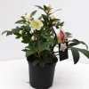 Najaar|Ecocheques|ohgreen Helleborus in varieteiten