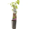 Fruitbomen|Ecocheques|ohgreen Herfst framboos p11
