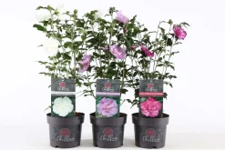 Struiken|Ecocheques|ohgreen Hibiscus syriacus of tuinhibiscus p19 h60