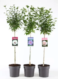 Struiken|Ecocheques|ohgreen Hibiscus syriacus of tuinhibiscus mix stam p21 h115