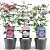 Struiken|Ecocheques|ohgreen Hibiscus syriacus of tuinhibiscus
