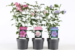 Struiken|Ecocheques|ohgreen Hibiscus syriacus of tuinhibiscus