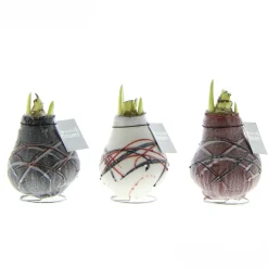 Voorjaar|Ecocheques|ohgreen Hippeastrum Waxz Art v Gogh