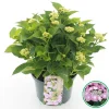 Struiken|Ecocheques|ohgreen Hortensia macrophylla p23