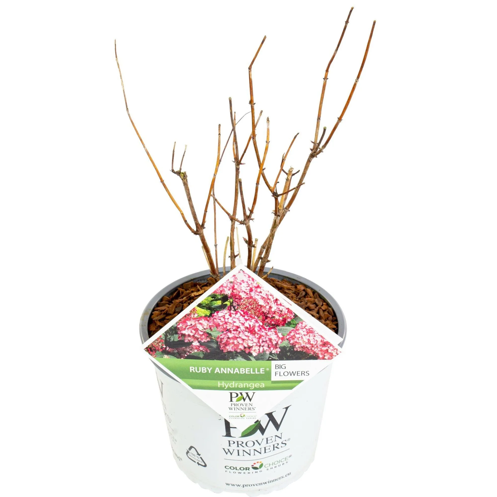 Struiken|Ecocheques|ohgreen Hortensia "ruby annabelle"