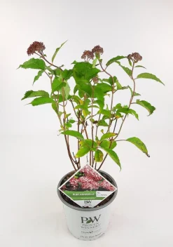 Struiken|Ecocheques|ohgreen Hortensia
