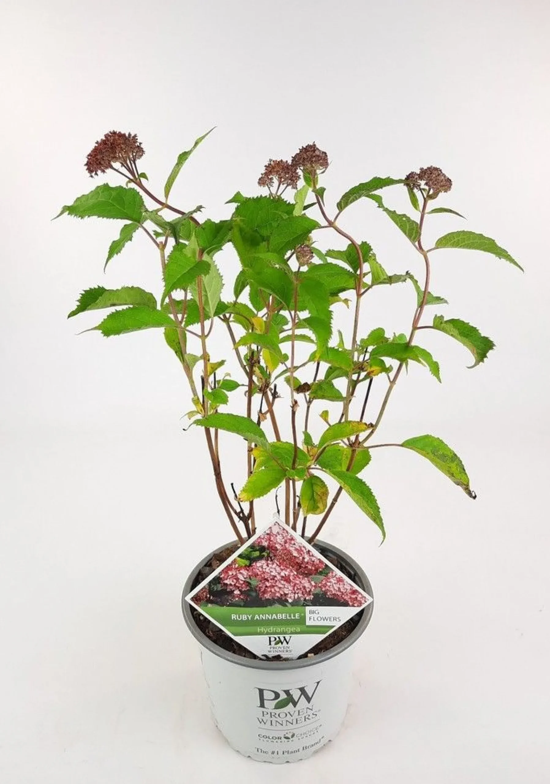 Struiken|Ecocheques|ohgreen Hortensia "ruby annabelle"