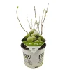 Struiken|Ecocheques|ohgreen Hortensia strong annabelle p19 h45 sterke takken, die rechtop blijven