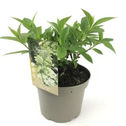 Struiken|Ecocheques|ohgreen Hydrangea confetti