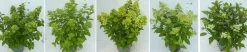 Struiken|Ecocheques|ohgreen Hydrangea paniculata