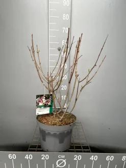 Struiken|Ecocheques|ohgreen Hydrangea paniculata 'Candlelight'
