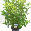 Struiken|Ecocheques|ohgreen Hydrangea paniculata 'Limelight'